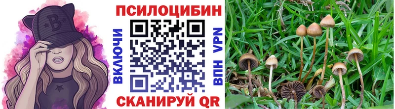 Галлюциногенные грибы Psilocybe нарко площадка формула Лосино-Петровский где найти